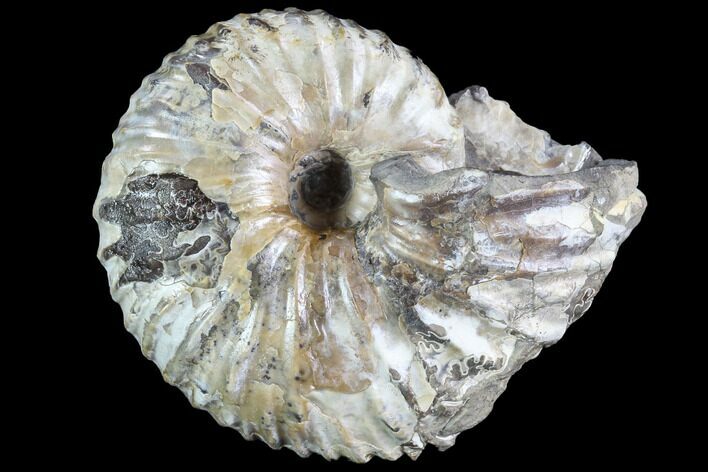 Rare, Rhaeboceras barkholderi Ammonite - Montana #86208